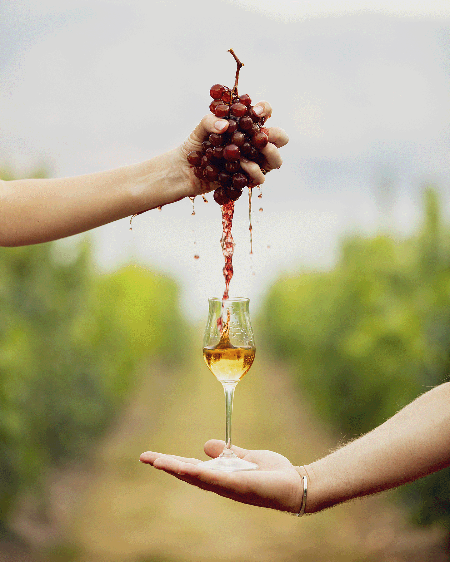 A hand crushing grapes into a glass being held by another hand with a vineyard setting in the background
